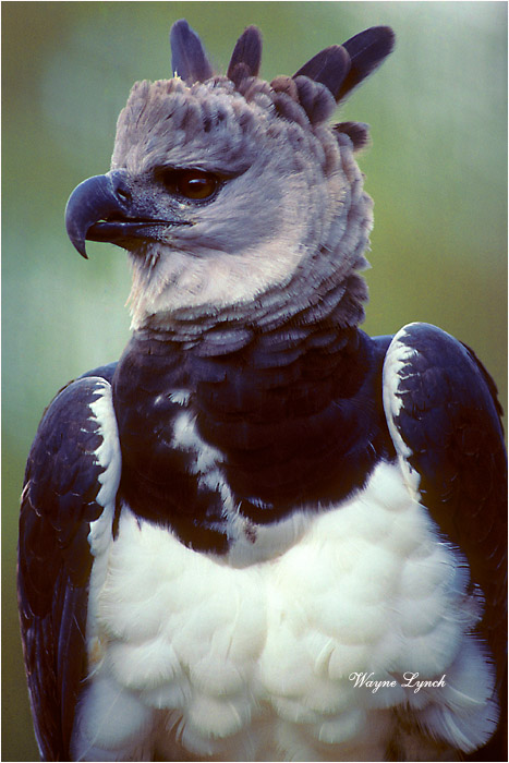Harpy Eagle Brazil 101 by Dr. Wayne Lynch &copy;