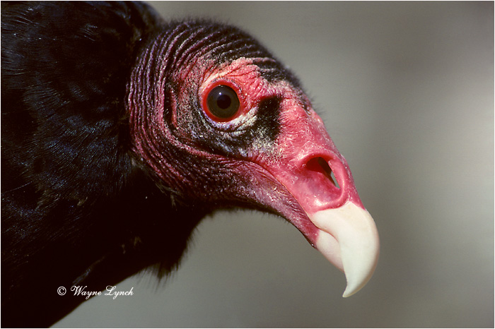 Turkey Vulture 106 by Dr. Wayne Lynch &copy;