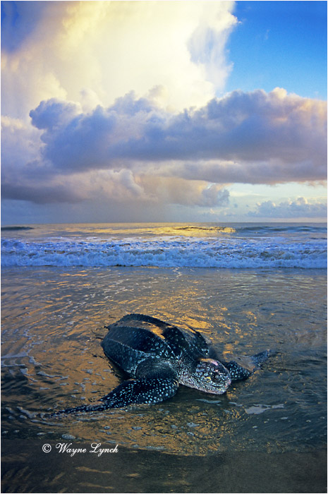 Leatherback Sea Turtle 106 by Dr. Wayne Lynch &copy;