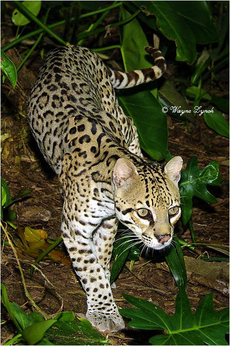 Ocelot 106 by Dr. Wayne Lynch &copy;
