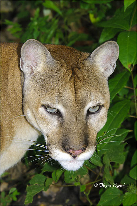Central American Puma 110 by Dr. Wayne Lynch &copy;