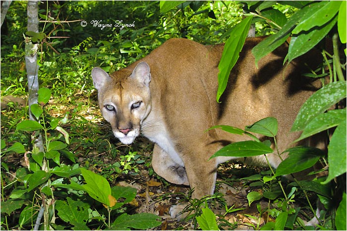 Central American Puma 107 by Dr. Wayne Lynch &copy;