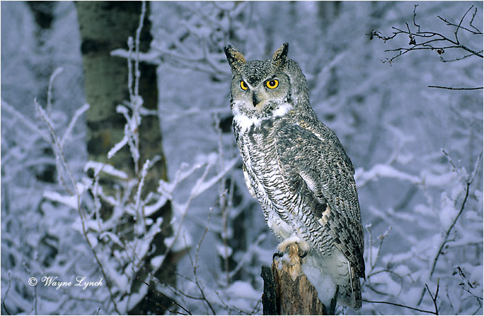 Great Horned Owl 104 by Wayne Lynch &copy;