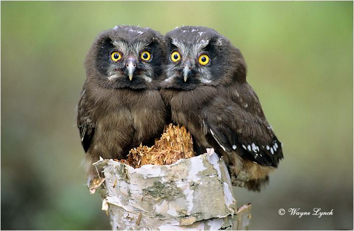 Boreal Owl 103 by Wayne Lynch &copy;