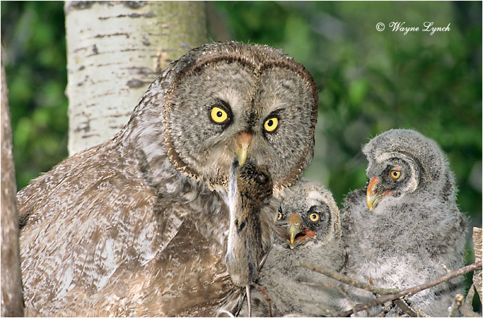 Great Gray Owl 127 by Wayne Lynch &copy;