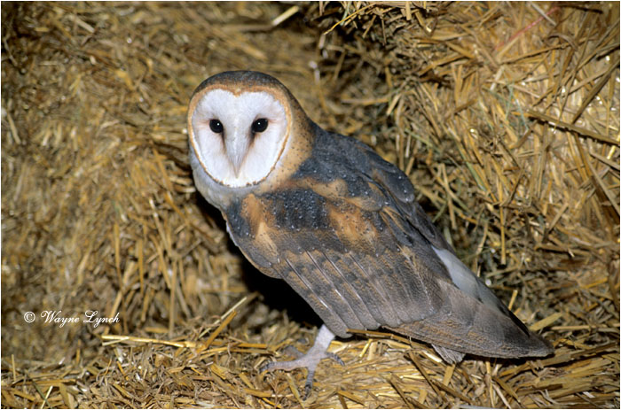Common Barn Owl 105 by Wayne Lynch &copy;