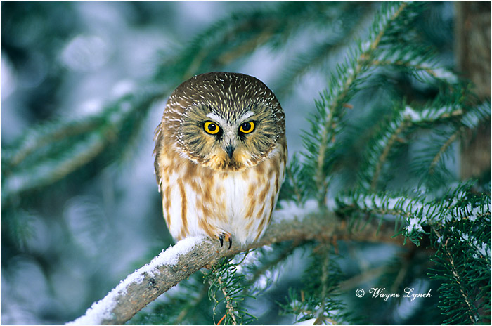 Northern Saw-whet Owl 101 by Wayne Lynch &copy;