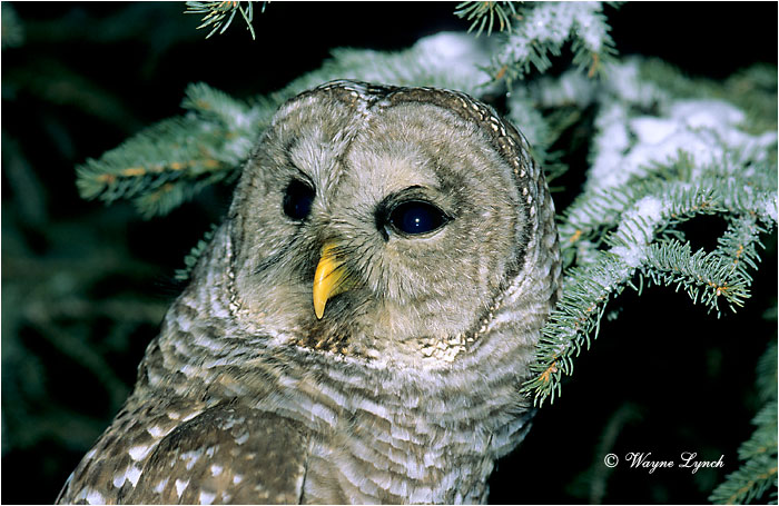 Barred Owl 101 by Wayne Lynch &copy;
