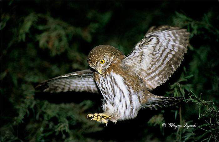 Northern Pygmy Owl 104 by Wayne Lynch &copy;