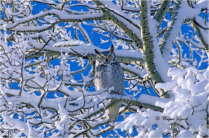 Great Horned Owl 105 by Wayne Lynch &copy;