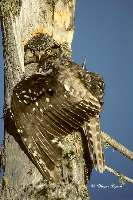 Northern Hawk Owl by Wayne Lynch &copy;