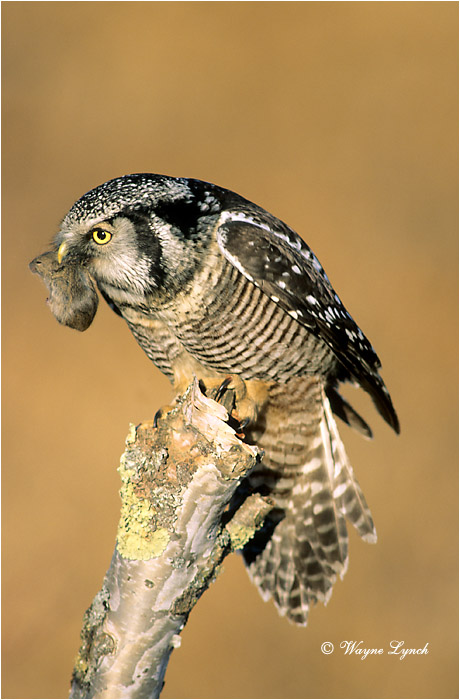 Northen Hawk Owl 103 by Wayne Lynch &copy;