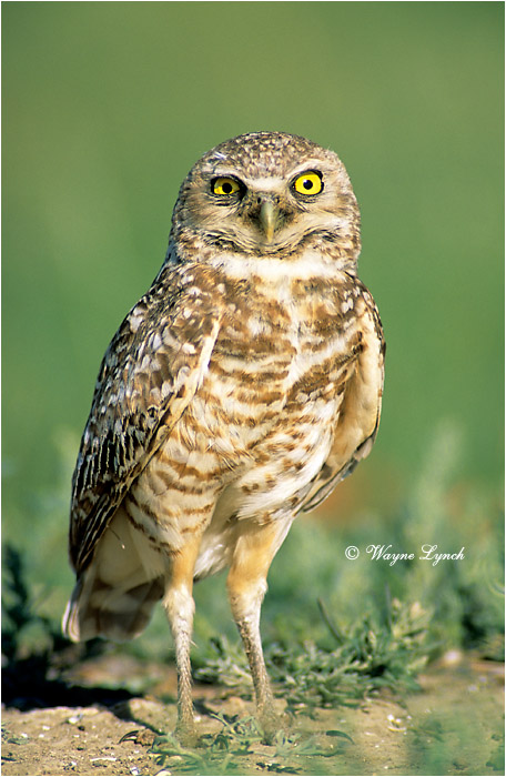 Burrowing Owl by Wayne Lynch &copy;