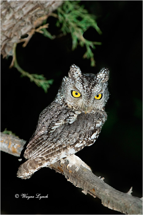Whiskered Screetch Owl 101 by Wayne Lynch &copy;