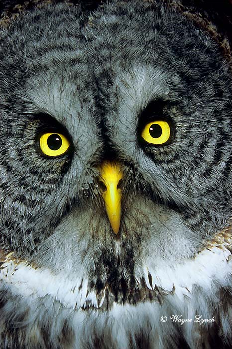 Great Gray Owl 104 by Wayne Lynch &copy;