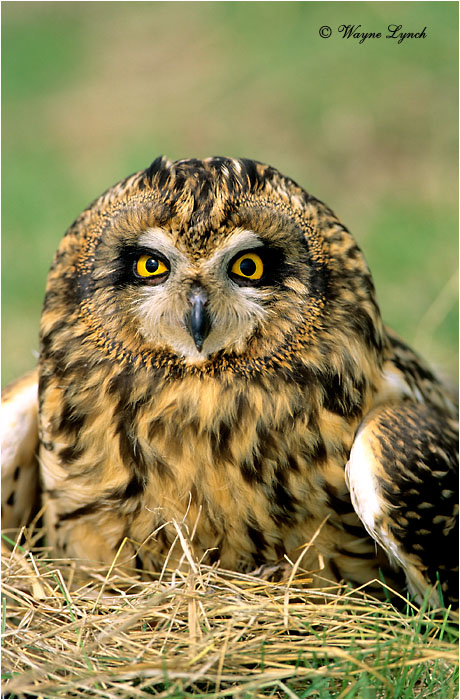 Short Eared Owl 108 by Wayne Lynch &copy;