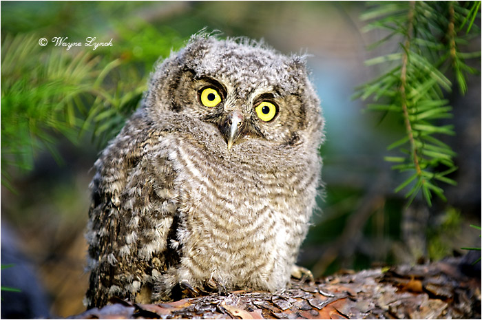 Western Screech-owl Chick by Dr. Wayne Lynch 109 &copy;