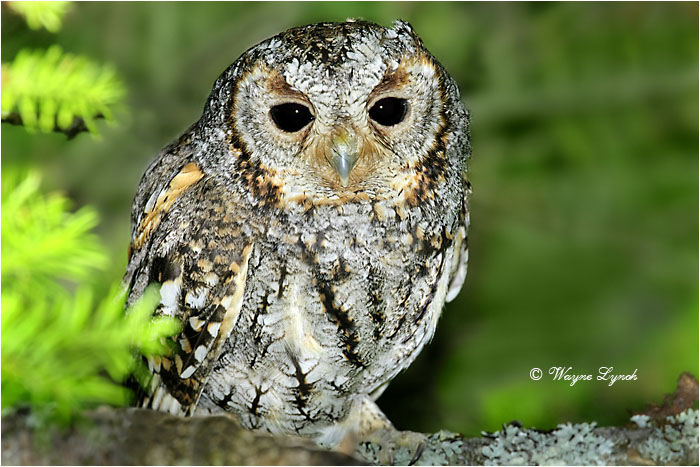 Flammulated Owl 104 by Dr. Wayne Lynch &copy;