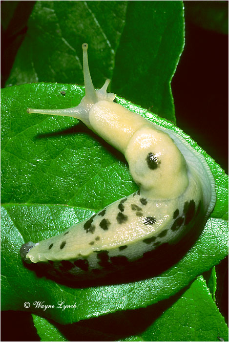 Banana Slug by Dr. Wayne Lynch &copy;