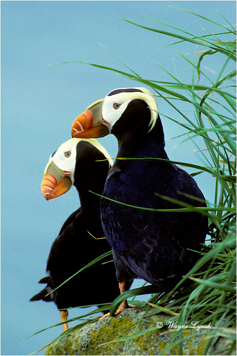 Tufted Puffin  by Dr. Wayne Lynch &copy;