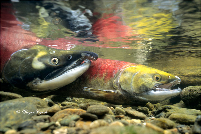 Sockeye Salmon  by Dr. Wayne Lynch &copy;
