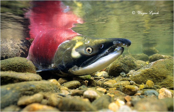 Sockeye Salmon by Dr. Wayne Lynch &copy;