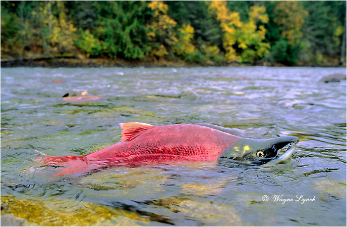 Sockeye Salmon  by Dr. Wayne Lynch &copy;