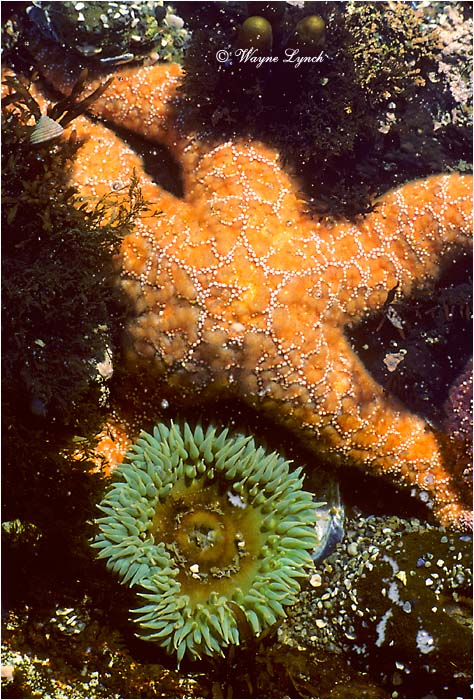 Sea Star  by Dr. Wayne Lynch &copy;