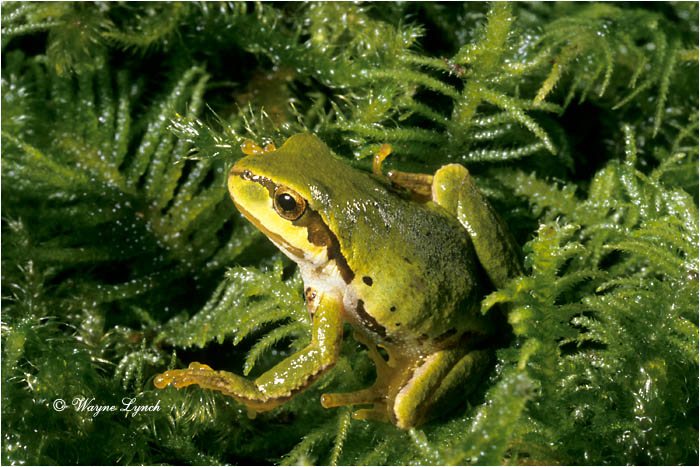 Pacific Treefrog  by Dr. Wayne Lynch &copy;