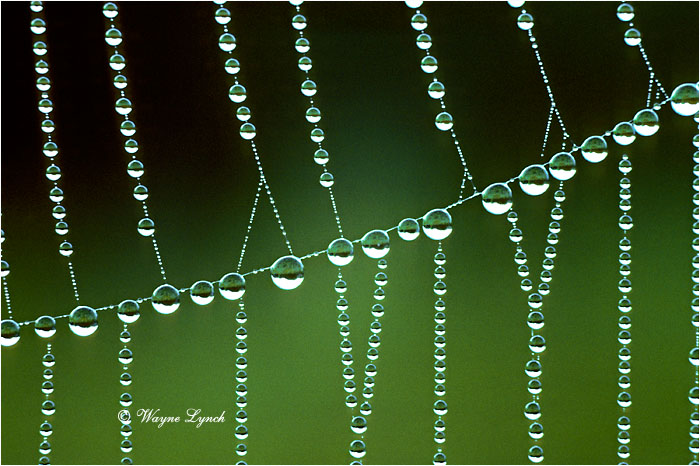 Spider Web  by Dr. Wayne Lynch &copy;