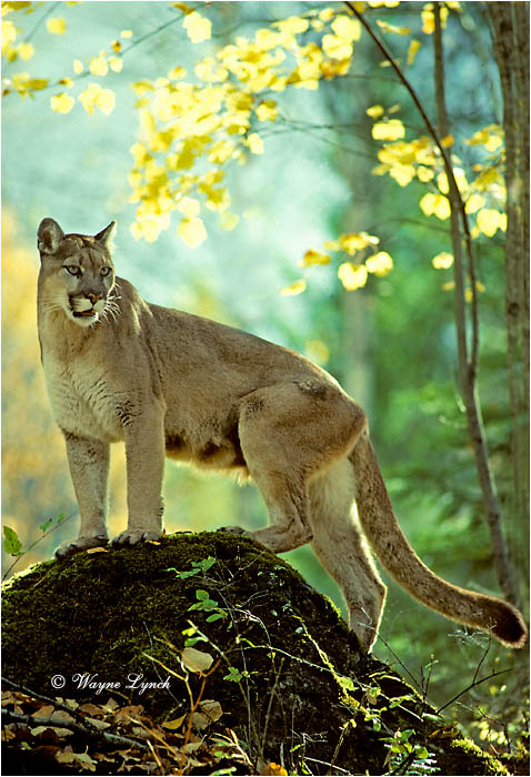 Cougar  by Dr. Wayne Lynch &copy;