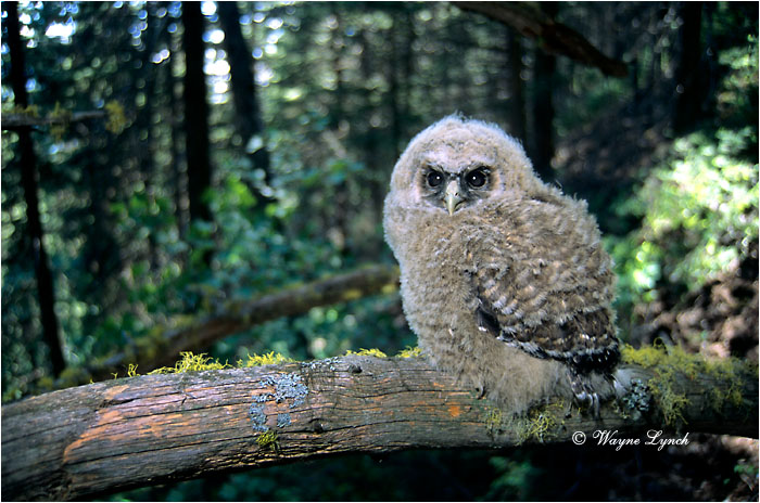 Northern Spotted Owl by Dr. Wayne Lynch &copy;