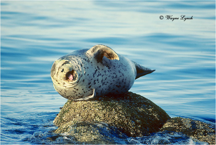 Harbour Seal  by Dr. Wayne Lynch &copy;