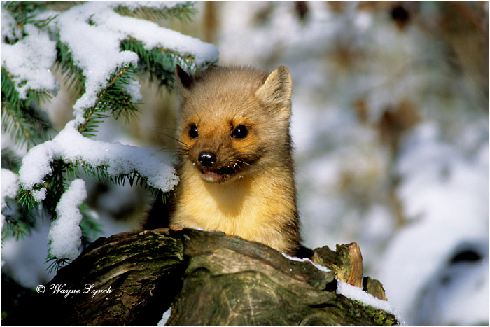 American Pine Marten  by Dr. Wayne Lynch &copy;