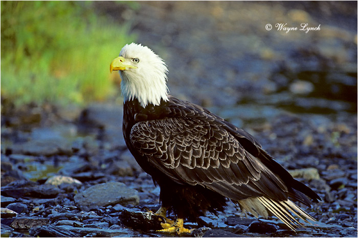 Bald Eagle  by Dr. Wayne Lynch &copy;