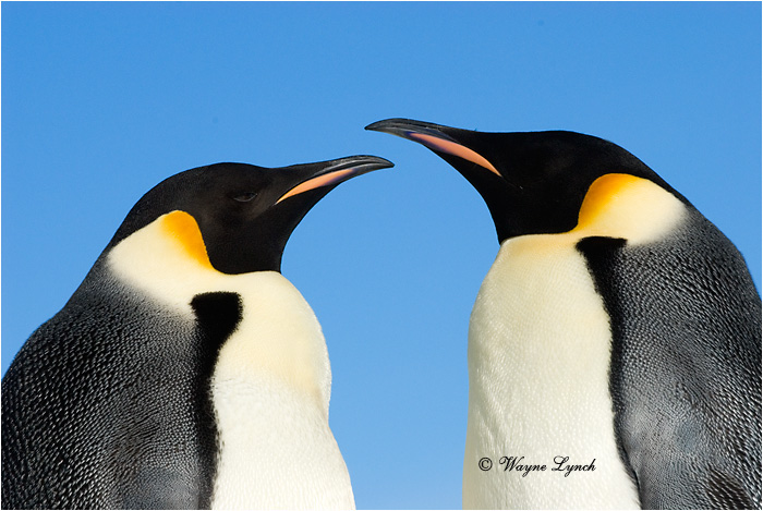 Emperor Penguin 121 by Dr. Wayne Lynch &copy;