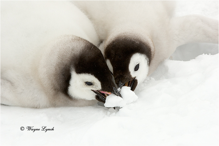 Emperor Penguin Chicks 124 by Dr. Wayne Lynch &copy;