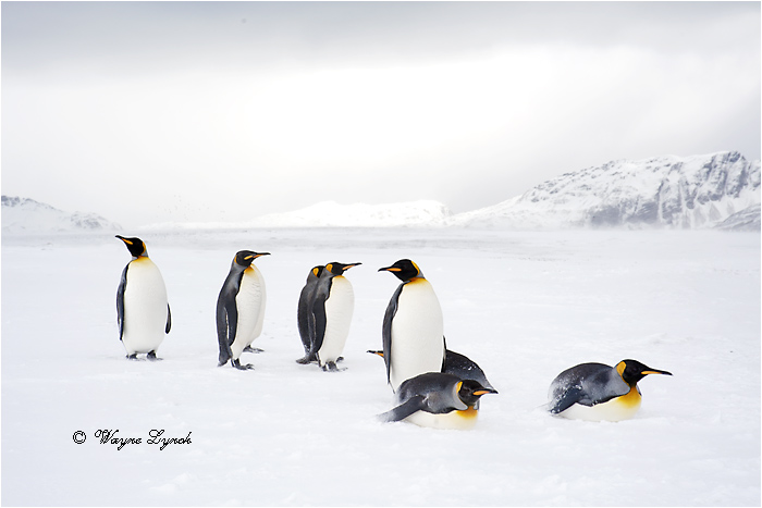 King Penguins 123  by Dr. Wayne Lynch &copy;
