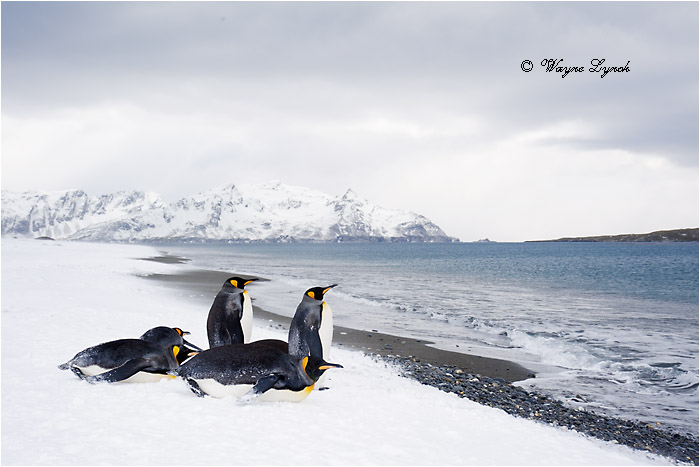 King Penguins 122 by Dr. Wayne Lynch &copy;