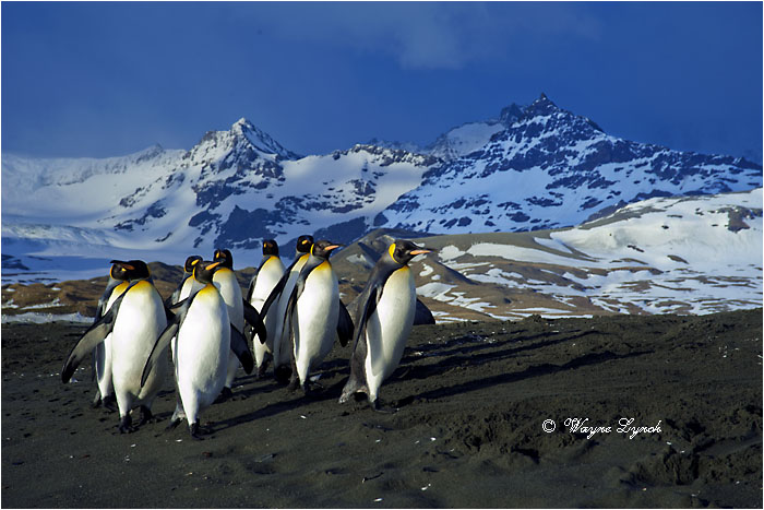 King Penguins 132 by Dr. Wayne Lynch &copy;