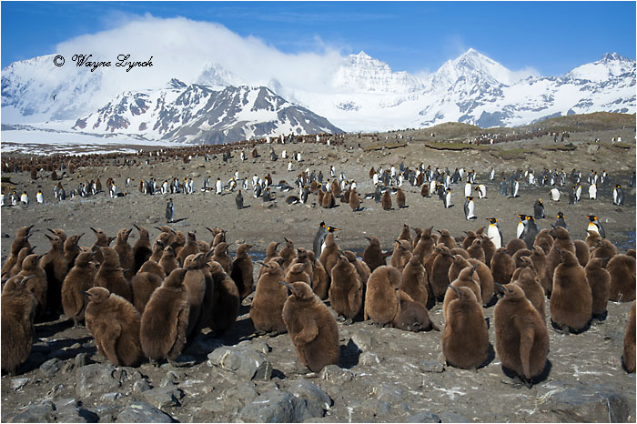 King Penguin Chick Creche 136 by Dr. Wayne Lynch &copy;