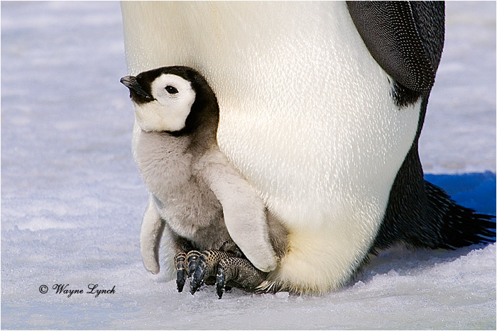 Emperor Penguin Chick 126 by Dr. Wayne Lynch &copy;