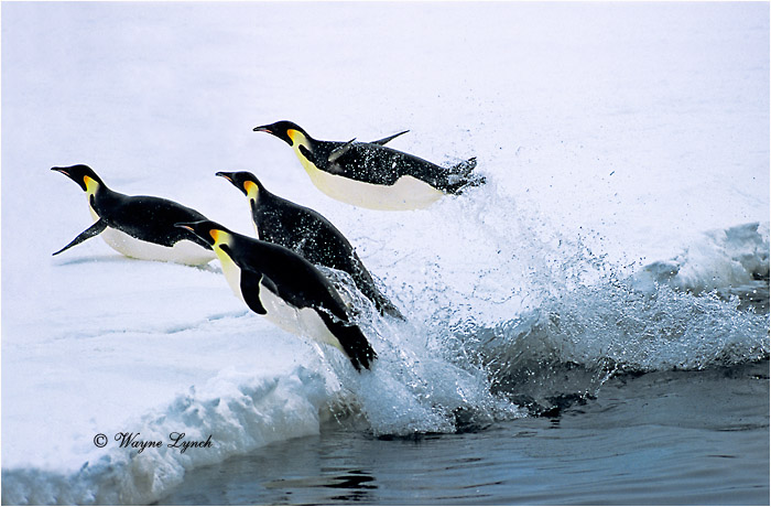 Emperor Penguin 104 by Dr. Wayne Lynch &copy;