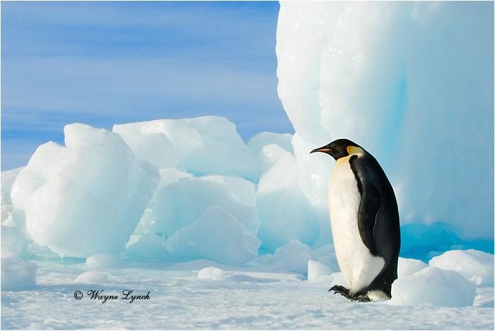 Emperor Penguin 131 by Dr. Wayne Lynch &copy;
