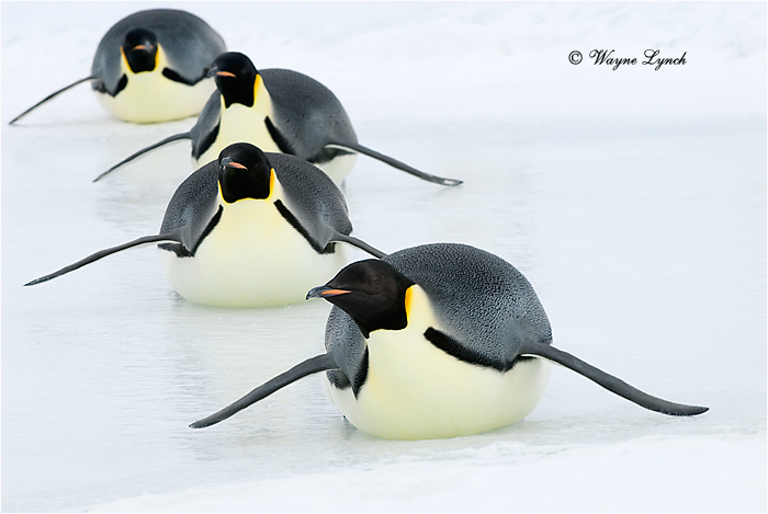 Emperor Penguin 133 by Dr. Wayne Lynch &copy;