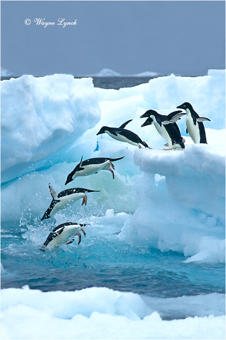 Adelie Penguin 102 by Dr. Wayne Lynch &copy;