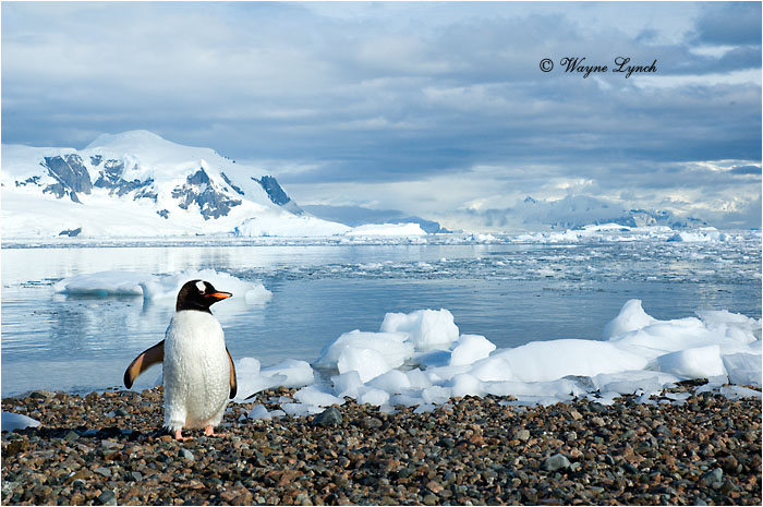 Gentoo Penguin 102 by Dr. Wayne Lynch &copy;