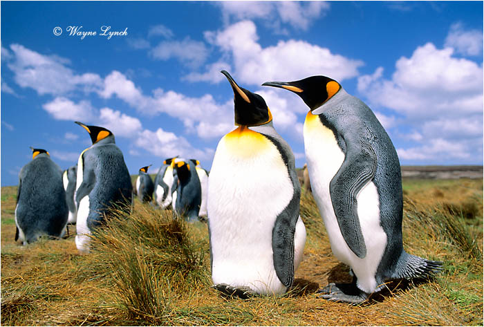 King Penguin 103 by Dr. Wayne Lynch &copy;