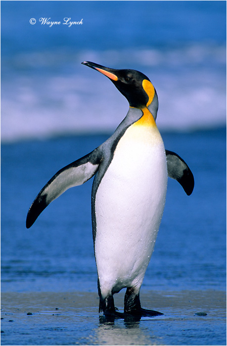 King Penguin 109 by Dr. Wayne Lynch &copy;
