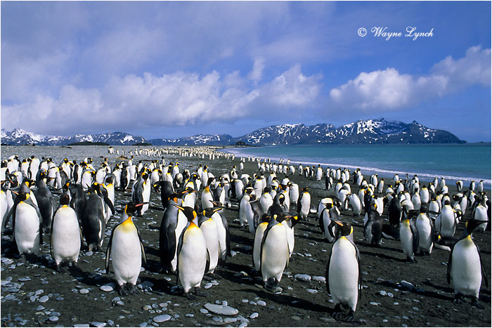 King Penguin 115 by Dr. Wayne Lynch &copy;